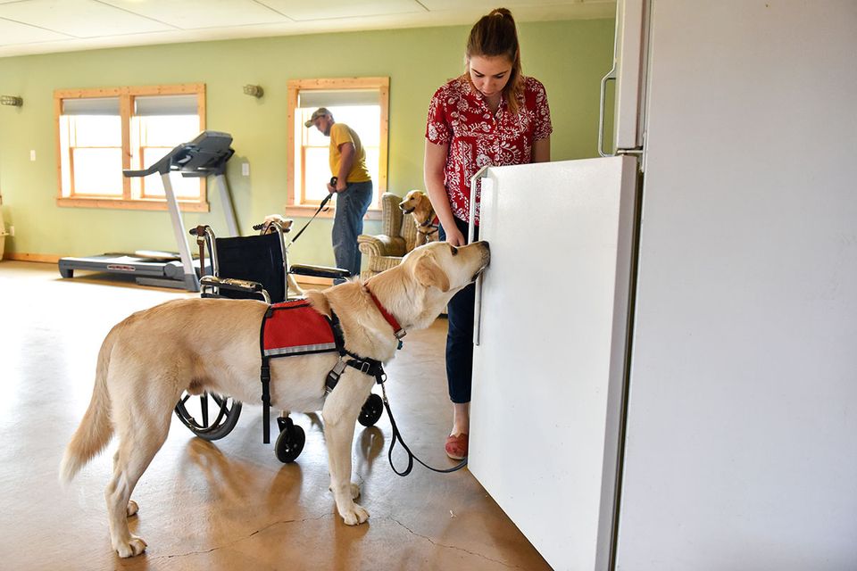WVU Hearts of Gold service dog helping woman at refrigerator.
